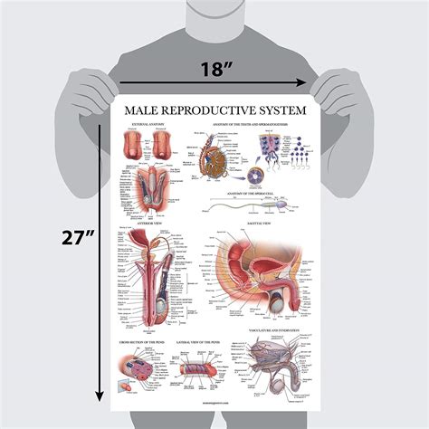 男人生殖系統|男性生殖系統 (male reproductive system)